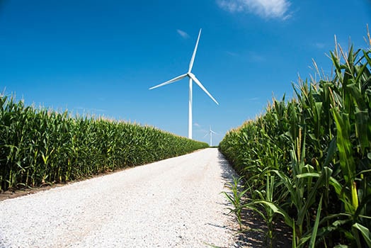 Iowa Corn Field